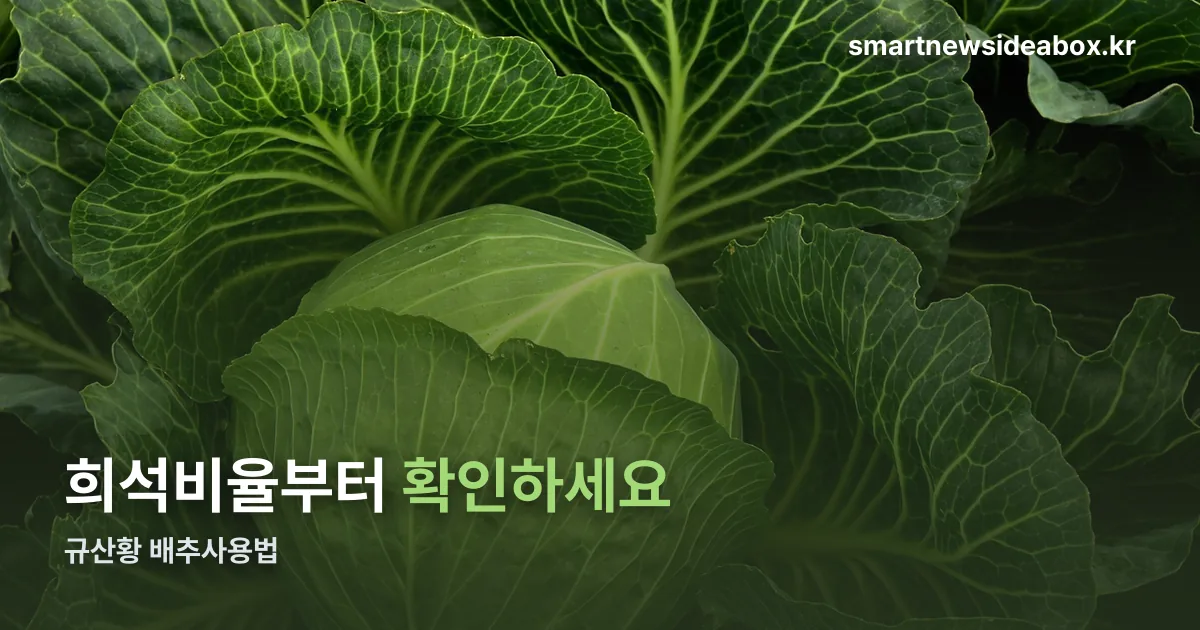 규산황 배추사용법 정리 썸네일