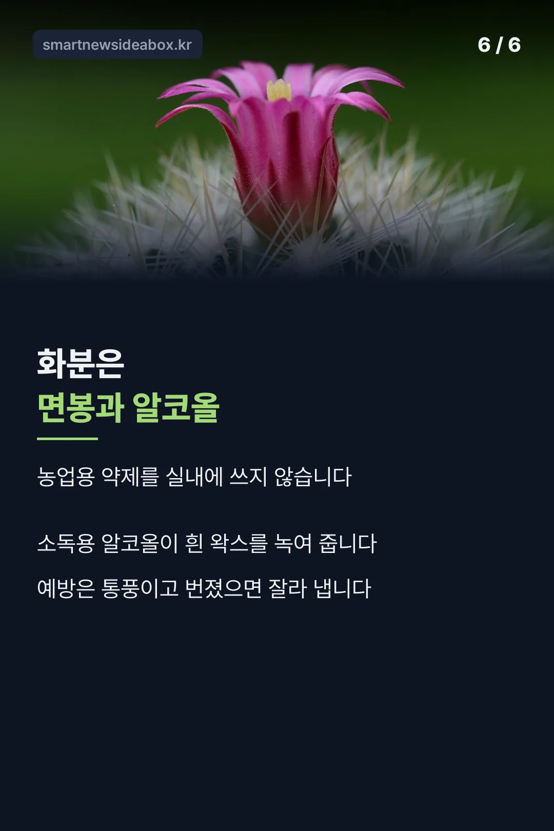 화분은 면봉과 알코올로
