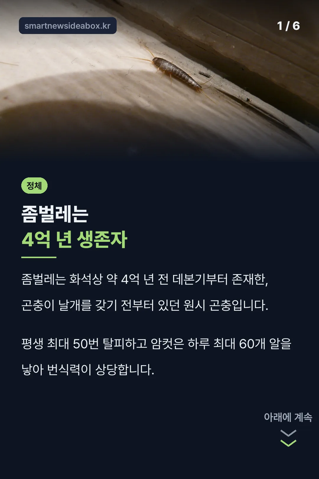 좀벌레 정체와 생존력