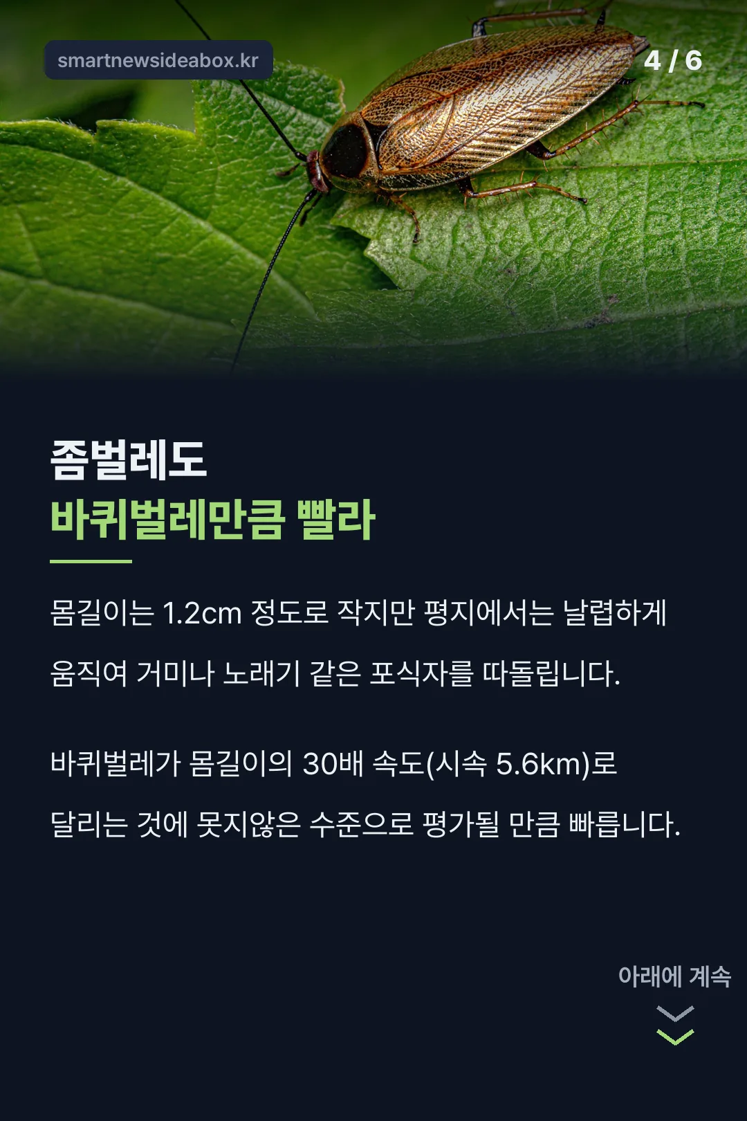 좀벌레도 바퀴벌레만큼 빨라
