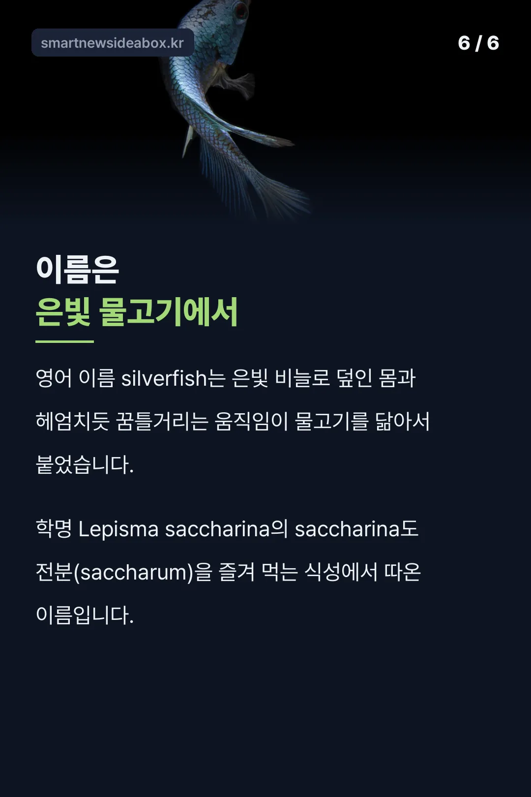 이름은 은빛 물고기에서